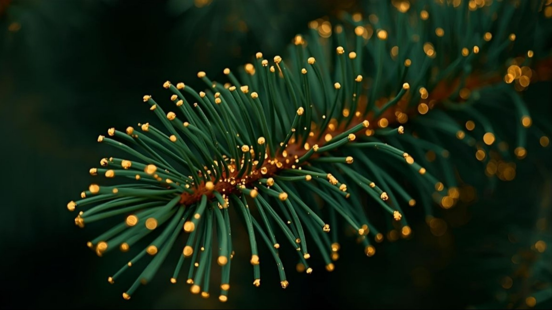 Spruce needles with gold nanoparticles in Finland