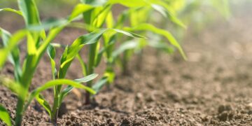 Goodbye to corn and soybeans - children born today will live in a world where the U.S. will produce half of its key crops