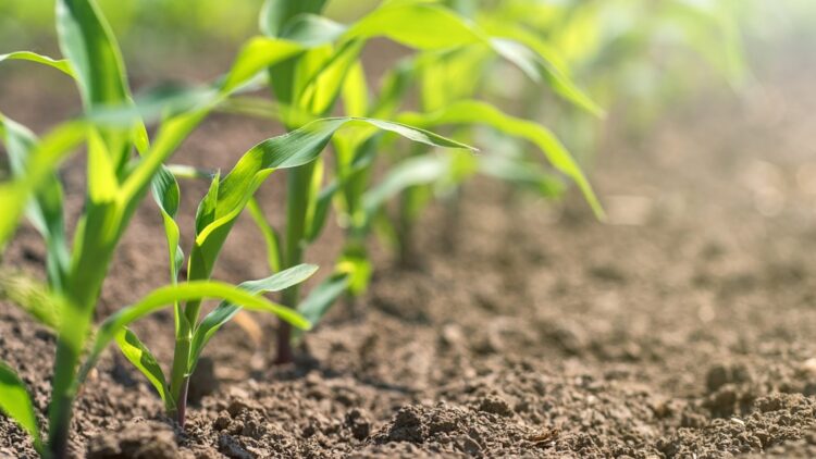 Goodbye to corn and soybeans - children born today will live in a world where the U.S. will produce half of its key crops 1 Goodbye to corn and soybeans - children born today will live in a world where the U.S. will produce half of its key crops