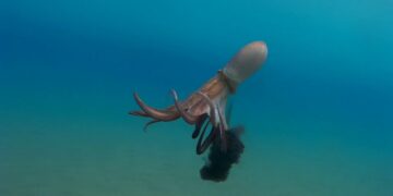 It's gone viral—a 12-kilogram squid surprised fisherman Romel Pigon by squirting ink in his face, and the video has gone viral around the world