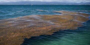 It's official—the Great Atlantic Sargassum Belt has become an unprecedented ocean phenomenon, fueled by nutrients from the Amazon, fertilizers, and sewage