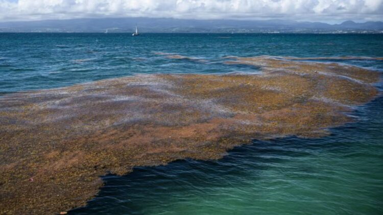 It's official—the Great Atlantic Sargassum Belt has become an unprecedented ocean phenomenon, fueled by nutrients from the Amazon, fertilizers, and sewage
