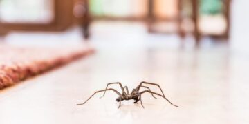 Goodbye to spiders in autumn—the homemade trick with white vinegar that is saving entire homes in the middle of mating season