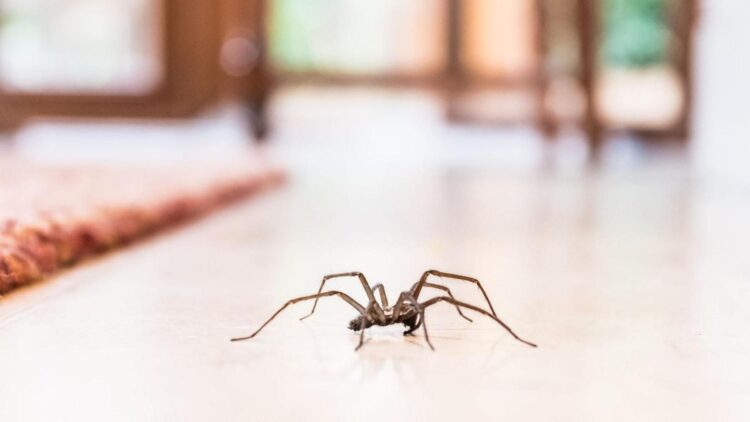 Goodbye to spiders in autumn—the homemade trick with white vinegar that is saving entire homes in the middle of mating season