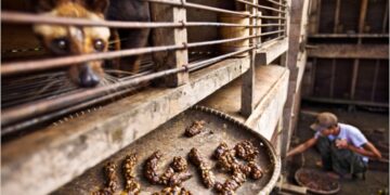 Confirmed—science reveals why the world's most expensive coffee literally comes from the feces of an Asian civet