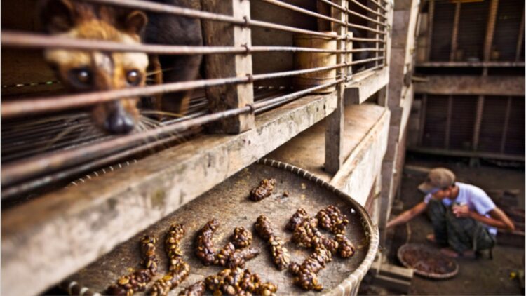 Confirmed—science reveals why the world's most expensive coffee literally comes from the feces of an Asian civet