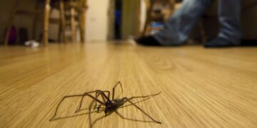 Confirmed by experts—this is why there are so many spiders in the house during these months