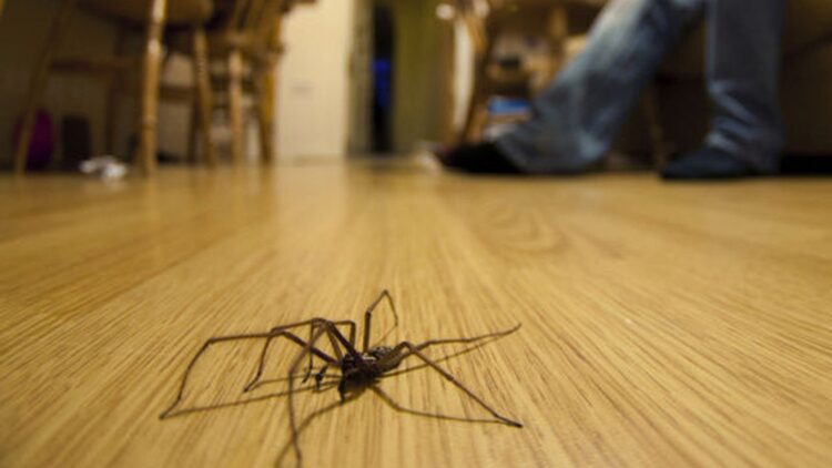 Confirmed by experts—this is why there are so many spiders in the house during these months