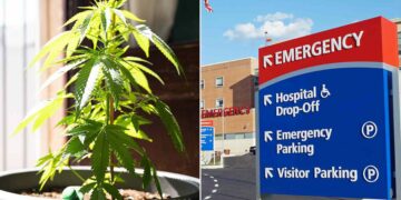 Confirmed—a study involving more than 6 million people links regular marijuana use with an increased risk of dementia