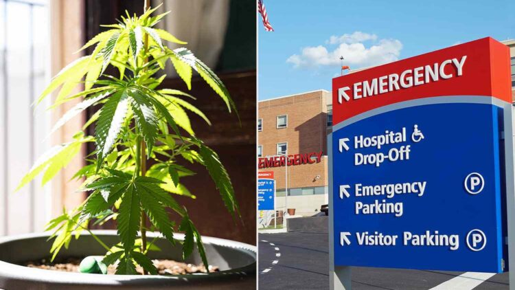 Confirmed—a study involving more than 6 million people links regular marijuana use with an increased risk of dementia