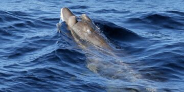 Farewell to decades of scientific speculation after living creature with leaf-shaped fangs found in the Pacific - discovery links University of Oulu and Geological Survey of Finland in unprecedented find