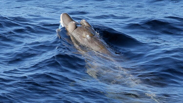 Say Goodbye to decades of scientific speculation after living creature with leaf-shaped fangs found in the Pacific - discovery links University of Oulu and Geological Survey of Finland in unprecedented find 1 Farewell to decades of scientific speculation after living creature with leaf-shaped fangs found in the Pacific - discovery links University of Oulu and Geological Survey of Finland in unprecedented find