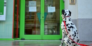 Goodbye to taking your dog into the supermarket - the new law from the New York State Department of Agriculture and Markets saves only these types of pets
