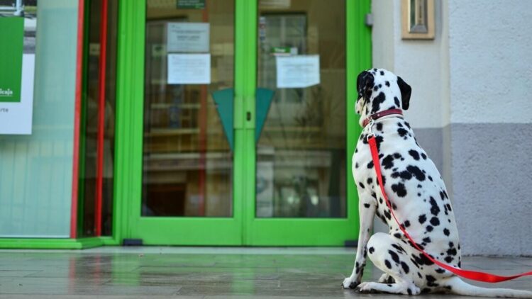 Goodbye to taking your dog into the supermarket - the new law from the New York State Department of Agriculture and Markets saves only these types of pets 1 Goodbye to taking your dog into the supermarket - the new law from the New York State Department of Agriculture and Markets saves only these types of pets