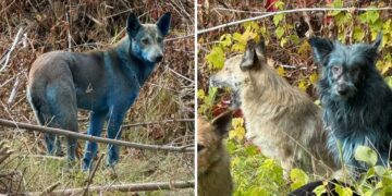The mystery of Chernobyl's blue dogs—scientists try to discover what turned them that color