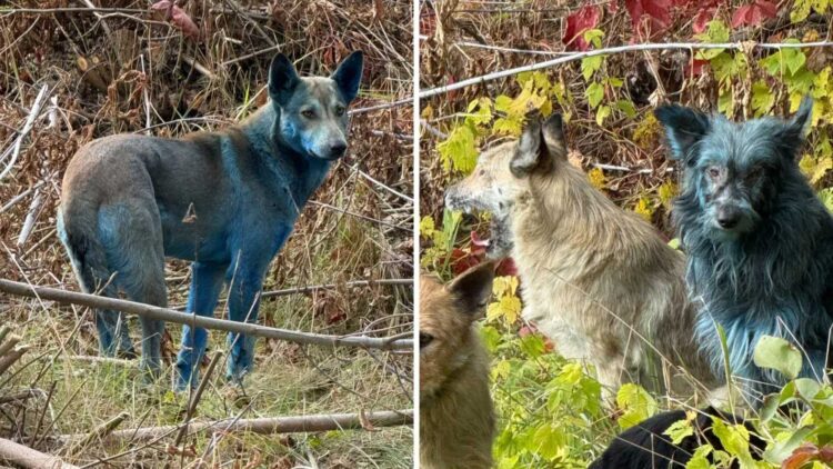 The mystery of Chernobyl's blue dogs—scientists try to discover what turned them that color