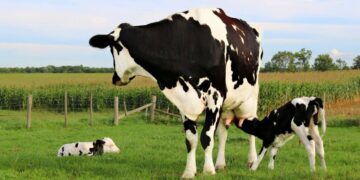 This is the supplement that is taking TikTok by storm—colostrum, known as “liquid gold,” is winning over athletes and dividing nutritionists