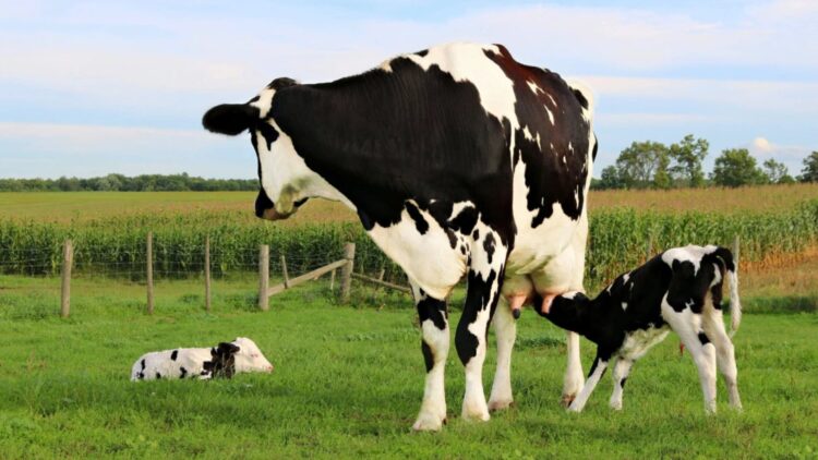 This is the supplement that is taking TikTok by storm—colostrum, known as “liquid gold,” is winning over athletes and dividing nutritionists