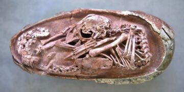 Confirmed—the best-preserved dinosaur embryo could be the key to understanding whether we will ever be able to “de-extinguish” lost species