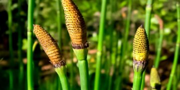 Neither laboratory nor science fiction - Professor Zachary Sharp claims that the measured values “have only ever been seen in meteorites”, changing the rules of geochemistry