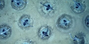 Farewell to the mystery of the Endurance - an expedition in Antarctica searched for Shackleton's ship and found more than a thousand nests perfectly aligned under the ice