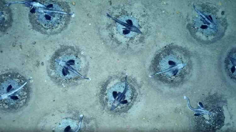 Farewell to the mystery of the Endurance - an expedition in Antarctica searched for Shackleton's ship and found more than a thousand nests perfectly aligned under the ice 1 Farewell to the mystery of the Endurance - an expedition in Antarctica searched for Shackleton's ship and found more than a thousand nests perfectly aligned under the ice