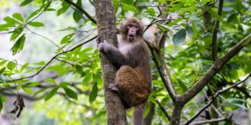 Bad news - a truckload of lab monkeys overturned in Mississippi and authorities warn they could be dangerous - they were carrying hepatitis C, herpes and COVID, according to Jasper County sheriff's deputy