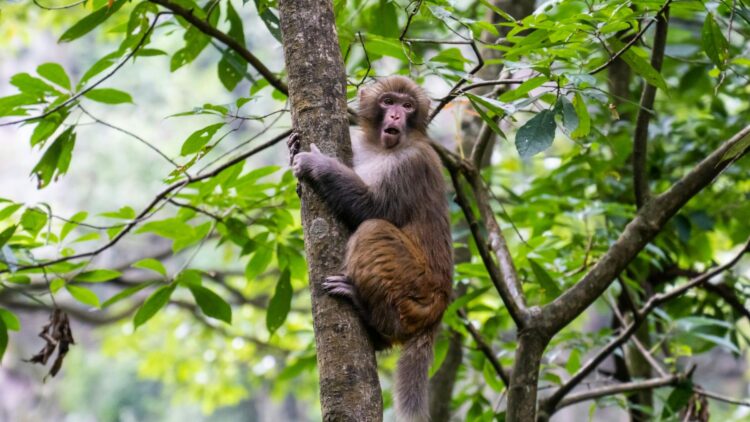 Bad news - a truckload of lab monkeys overturned in Mississippi and authorities warn they could be dangerous - they were carrying hepatitis C, herpes and COVID, according to Jasper County sheriff's deputy