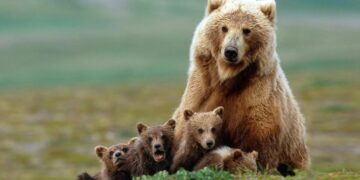 It's official - U.S. court halts logging plan in Cabinet-Yaak ecosystem after finding violations of Protected Species Act (grizzly bears)