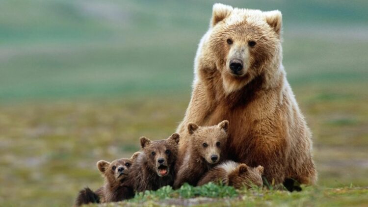 It's official - U.S. court halts logging plan in Cabinet-Yaak ecosystem after finding violations of Protected Species Act (grizzly bears) 1 It's official - U.S. court halts logging plan in Cabinet-Yaak ecosystem after finding violations of Protected Species Act (grizzly bears)
