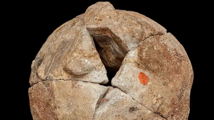 Confirmed by the Geological Museum of Brazil - the spectacular “dinosaur egg” agate reveals internal patterns that are impossible to reproduce