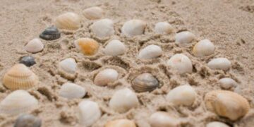 Goodbye to traditional concrete - scientists develop a sustainable material made from seashells that reduces environmental impact