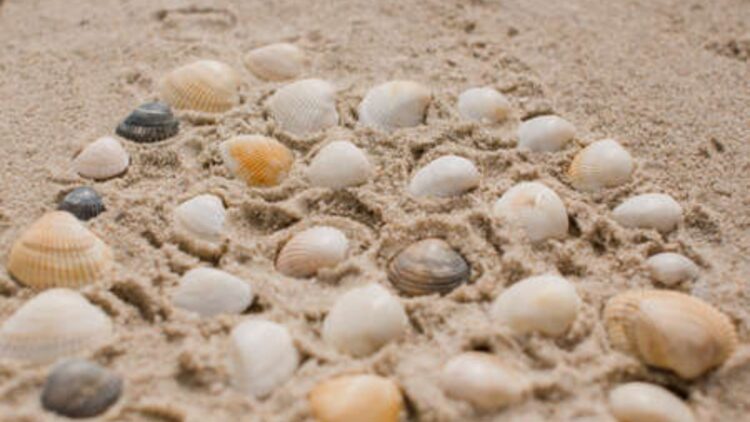 Goodbye to traditional concrete - scientists develop a sustainable material made from seashells that reduces environmental impact 1 Goodbye to traditional concrete - scientists develop a sustainable material made from seashells that reduces environmental impact