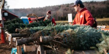 No industrial plantations or mass production—this family farm competes with giants in the US Christmas tree industry using traditional methods
