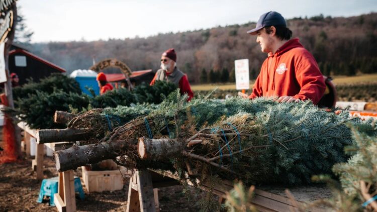 No industrial plantations or mass production—this family farm competes with giants in the US Christmas tree industry using traditional methods