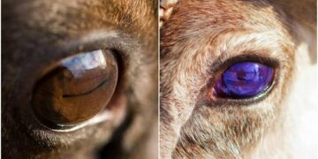 It's official—Arctic researchers confirm that reindeer eyes transform in winter to survive, taking on an appearance never seen before