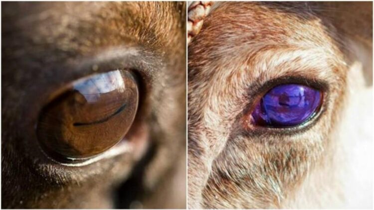 It's official—Arctic researchers confirm that reindeer eyes transform in winter to survive, taking on an appearance never seen before
