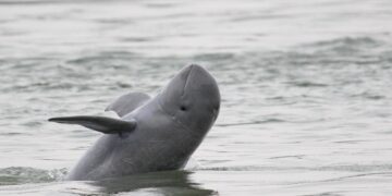 Farewell to the world's sweetest dolphin in Asia—the Irrawaddy species faces critical extinction with fewer than 100 remaining in key river areas