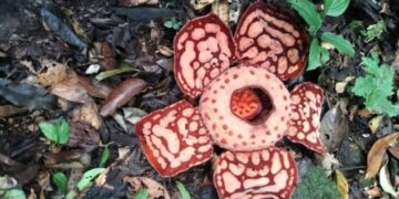 It's official—Indonesian botanists confirm the discovery of one of the rarest flowers on the planet—it smells like rotting meat, is gigantic, and only blooms for five days