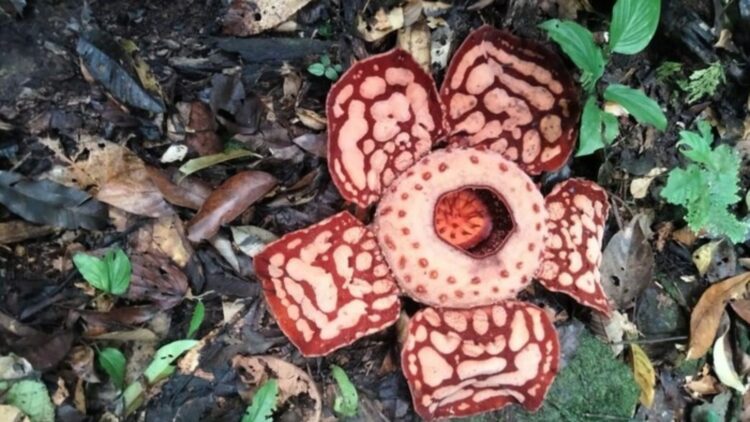 It's official—Indonesian botanists confirm the discovery of one of the rarest flowers on the planet—it smells like rotting meat, is gigantic, and only blooms for five days
