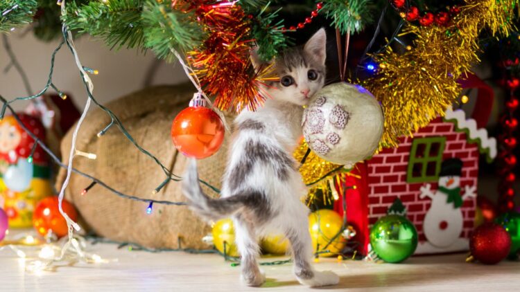 No repellent sprays or punishments—the real technique that works to keep cats away from Christmas trees, according to feline specialists