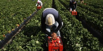 Confirmed by the USDA—the Trump Administration activates the Farmer Bridge Assistance Program, impacting thousands of producers affected by trade tariffs