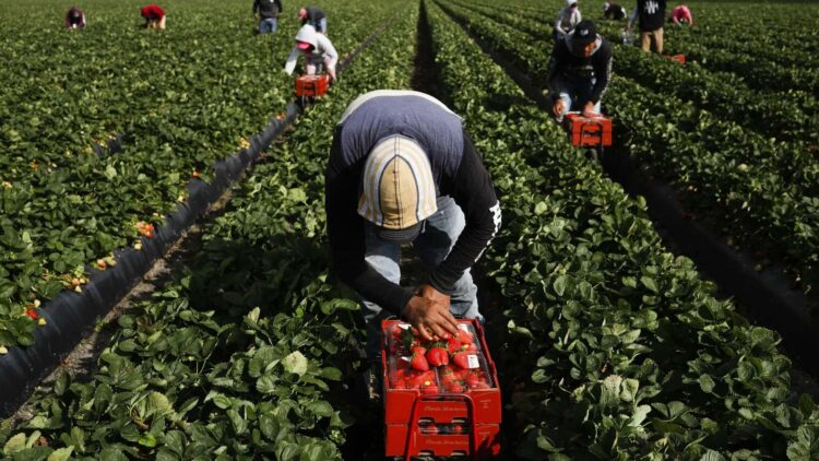 Confirmed by the USDA—the Trump Administration activates the Farmer Bridge Assistance Program, impacting thousands of producers affected by trade tariffs 1 Confirmed by the USDA—the Trump Administration activates the Farmer Bridge Assistance Program, impacting thousands of producers affected by trade tariffs