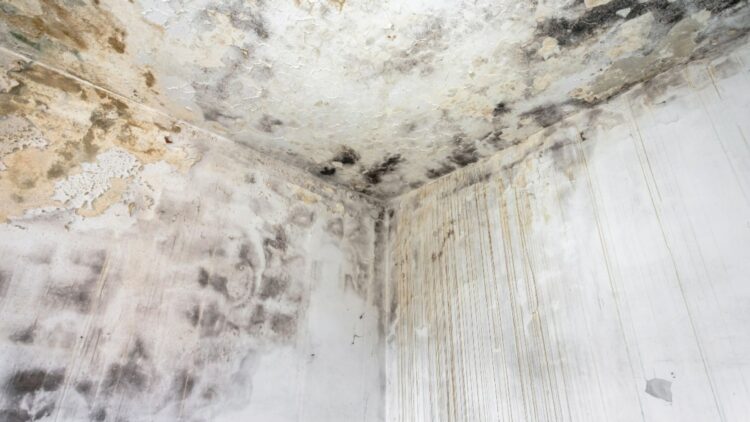 Say goodbye to damp in your home forever - Máximo Caballero, specialist architect, reveals the aluminum foil trick that changes everything