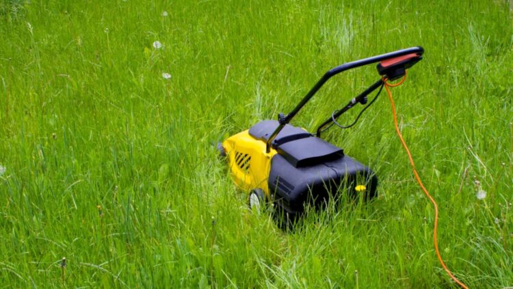 No wild gardens or urban neglect—this is the debate sparked by Michigan's new lawn law