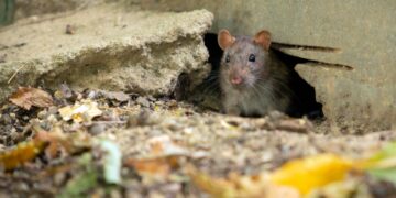 Say goodbye to mice in the garden when the cold weather arrives - this homemade trick recommended by gardening experts really works