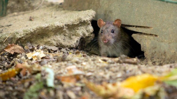 Say goodbye to mice in the garden when the cold weather arrives - this homemade trick recommended by gardening experts really works