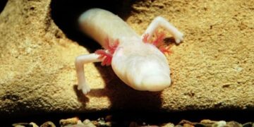 It's official—researchers in northeastern Italy confirm multiple sightings of strange underground salamanders outside caves, surprising the scientific community