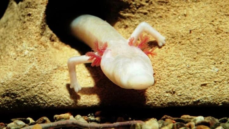 It's official—researchers in northeastern Italy confirm multiple sightings of strange underground salamanders outside caves, surprising the scientific community