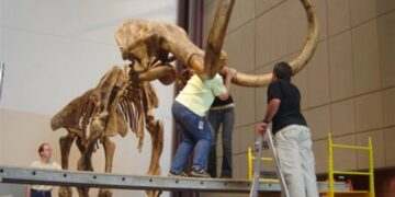 70 years of scientific error in a museum—bones attributed to a mammoth turn out to belong to a completely different animal